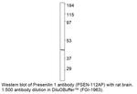 Presenilin 1 Antibody in Western Blot (WB)