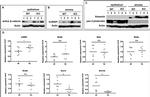 PTBP1 Antibody in Western Blot (WB)