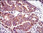 SHP2 Antibody in Immunohistochemistry (Paraffin) (IHC (P))