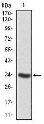 SHP2 Antibody in Western Blot (WB)