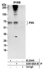 PXK Antibody in Immunoprecipitation (IP)