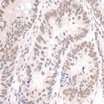 Paf1 Antibody in Immunohistochemistry (IHC)