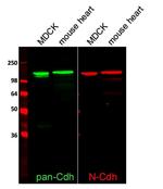 Pan-cadherin Antibody in Western Blot (WB)