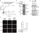 Pan Ras Antibody in Immunoprecipitation (IP)