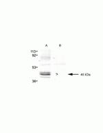 Pannexin 3 Antibody in Western Blot (WB)