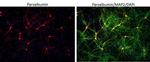 Parvalbumin Antibody in Immunocytochemistry (ICC/IF)