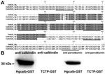 Parvalbumin Antibody in Western Blot (WB)