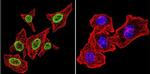 Parvalbumin Antibody in Immunocytochemistry (ICC/IF)