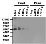 PAX3 Antibody in Western Blot (WB)