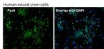 PAX6 Antibody in Immunocytochemistry (ICC/IF)