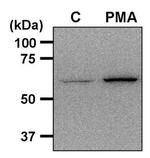 Phospho-AMPK alpha-1,2 (Thr183, Thr172) Antibody in Western Blot (WB)