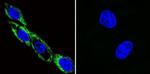 Phospho-CaMKII alpha (Thr286) Antibody in Immunocytochemistry (ICC/IF)