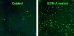 Phospho-Histone H2A.X (Ser139) Antibody in Immunocytochemistry (ICC/IF)