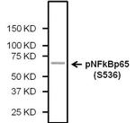 Phospho-NFkB p65 (Ser536) Antibody in Western Blot (WB)