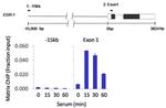 Phospho-RNA pol II CTD (Ser2, Ser5) Antibody in ChIP Assay (ChIP)