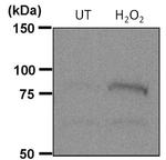 Phospho-STAT1 (Ser727) Antibody in Western Blot (WB)