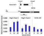 Phospho-STAT6 (Tyr641) Antibody in ChIP Assay (ChIP)