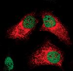 Phospho-STAT1 (Ser727) Antibody in Immunocytochemistry (ICC/IF)