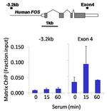 Phospho-p53 (Ser15) Antibody in ChIP Assay (ChIP)