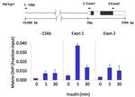 Phospho-p70 S6 Kinase (Thr421, Ser424) Antibody in ChIP Assay (ChIP)