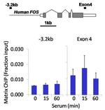 Phospho-p70 S6 Kinase (Thr421, Ser424) Antibody in ChIP Assay (ChIP)