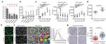 Podoplanin Antibody in Immunocytochemistry (ICC/IF)