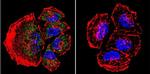 PSEN2 Antibody in Immunocytochemistry (ICC/IF)