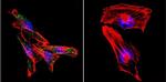 PSEN2 Antibody in Immunocytochemistry (ICC/IF)