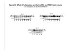 Progesterone Receptor Antibody in Western Blot (WB)