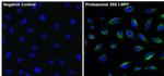 PSMB8 Antibody in Immunocytochemistry (ICC/IF)