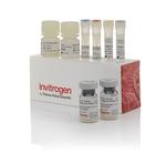 Human Tau pT181 ProQuantum Immunoassay Kit (A46739)