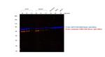 Mouse IgG (H+L) Secondary Antibody in Western Blot (WB)