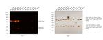 Mouse IgG (H+L) Secondary Antibody in Western Blot (WB)