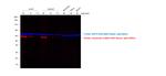 Mouse IgG (H+L) Secondary Antibody in Western Blot (WB)