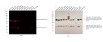 Mouse IgG (H+L) Secondary Antibody in Western Blot (WB)