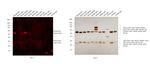 Mouse IgG (H+L) Secondary Antibody in Western Blot (WB)