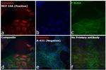 Rabbit IgG (H+L) Secondary Antibody in Immunocytochemistry (ICC/IF)