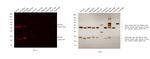 Rat IgG (H+L) Secondary Antibody