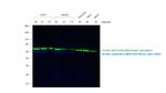 Mouse IgG (H+L) Secondary Antibody in Western Blot (WB)