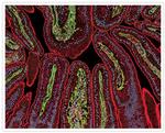 Human IgG (H+L) Secondary Antibody in Immunohistochemistry (IHC)