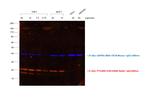 Rabbit IgG (H+L) Secondary Antibody in Western Blot (WB)