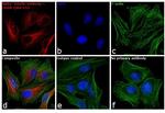 Rabbit IgG (H+L) Secondary Antibody in Immunocytochemistry (ICC/IF)