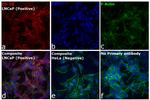 Goat IgG (H+L) Secondary Antibody in Immunocytochemistry (ICC/IF)