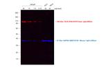 Goat IgG (H+L) Secondary Antibody in Western Blot (WB)