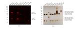 Goat IgG (H+L) Secondary Antibody in Western Blot (WB)