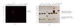 Chicken IgY (H+L) Secondary Antibody in Western Blot (WB)