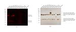 Mouse IgG (H+L) Secondary Antibody