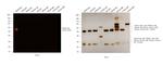 Rabbit IgG (H+L) Secondary Antibody in Western Blot (WB)