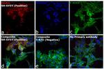 Mouse IgG (H+L) Secondary Antibody in Immunocytochemistry (ICC/IF)