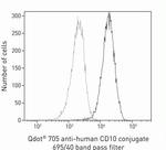 CD10 Antibody in Flow Cytometry (Flow)